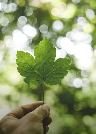 Phát triển dự án môi trường